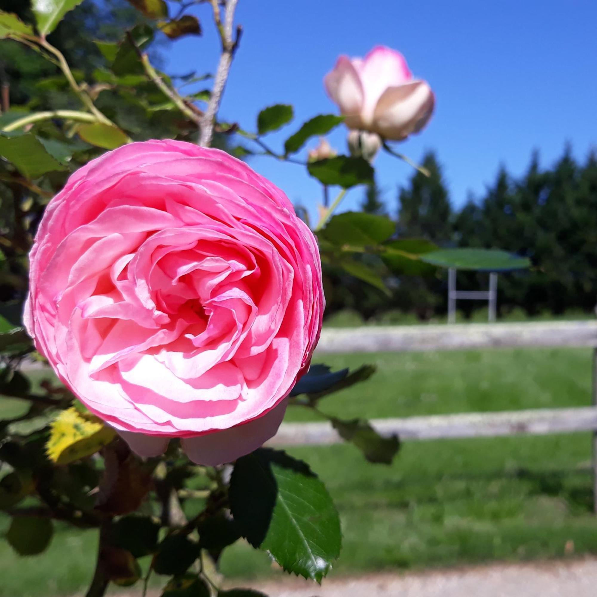 Roulotte Fleur Des Champs Villa Sigalens Bagian luar foto